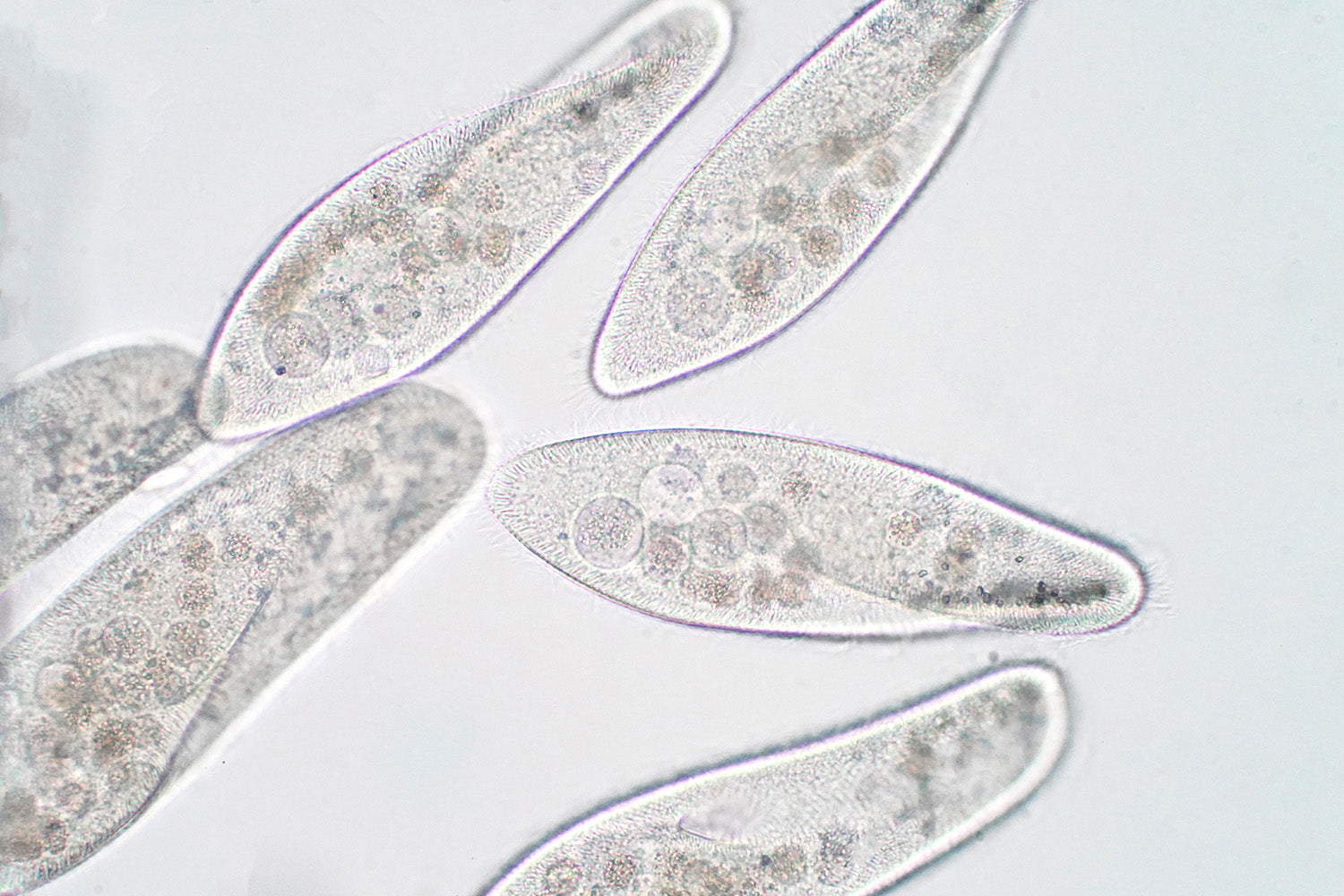 Photodynamische Therapie für tägliche Mundhygiene